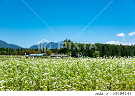 岐阜県 中津川市 椛の湖自然公園 そばの花まつりの写真素材