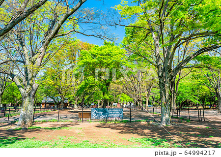 東京　春の代々木公園 64994217