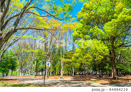 東京　春の代々木公園 64994219