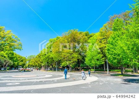 東京　春の代々木公園 64994242