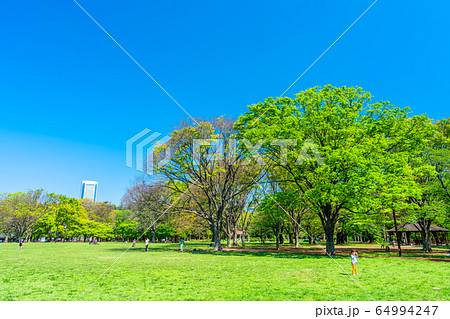 東京　春の代々木公園 64994247