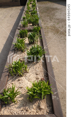 故宮 昌徳宮 春 64994545