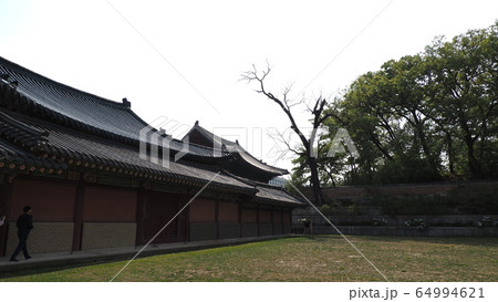故宮 昌徳宮 春 64994621