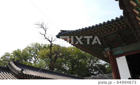 故宮 昌徳宮 春 64994673