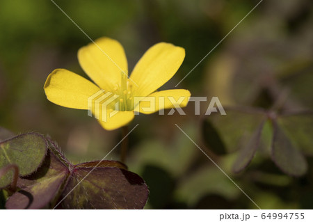アカカタバミ アカカタバミ 64994755