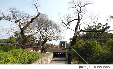 故宮 昌徳宮 春 64994909