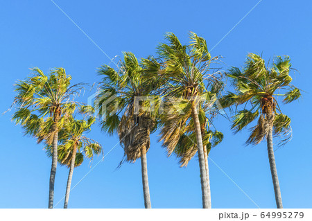 palm tree on sunny day with blue sky background. 64995279