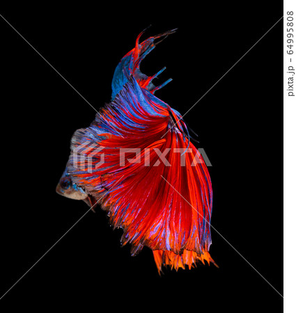 Beautiful betta splendens half moon siamese betta Beautiful betta splendens half moon siamese betta 64995808