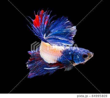 Beautiful betta splendens half moon siamese betta 64995809