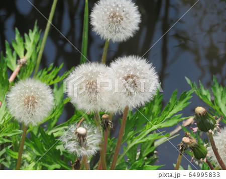 タンポポ ダンデライオンの写真素材