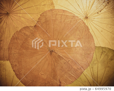 Paper made from dyed lotus leaves in brown tones 64995970