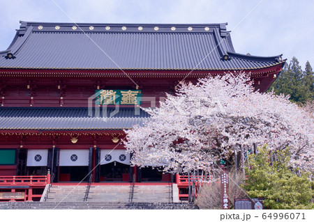 日光山輪王寺　三仏堂と金剛桜（国天然記念物） 64996071