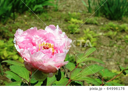 大きなボタン(牡丹)の花 大きなボタン(牡丹)の花 64996176