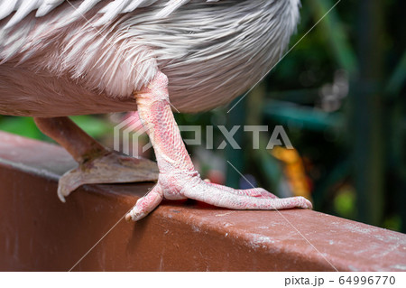 A white pelican in a park sits on a fence 64996770