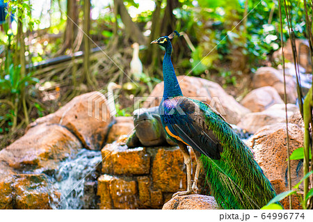 Peacock walks near the waterfall. Beautiful Peacock walks near the waterfall. Beautiful 64996774