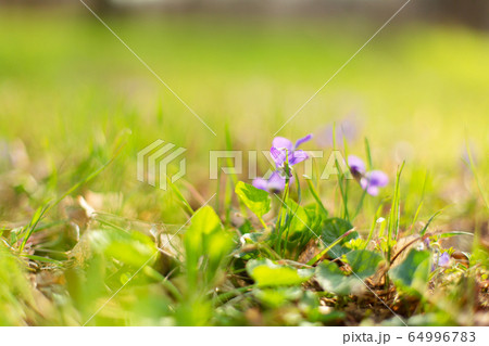 Violet flowers on green grass in spring park 64996783