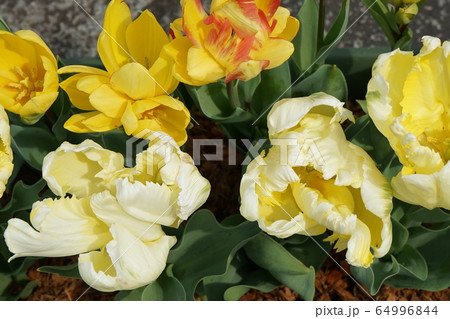 チュウリップ 黄色花 チュウリップ 黄色花 64996844