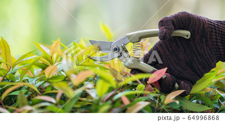 Pruning of ornamental trees at home in morning Pruning of ornamental trees at home in morning 64996868