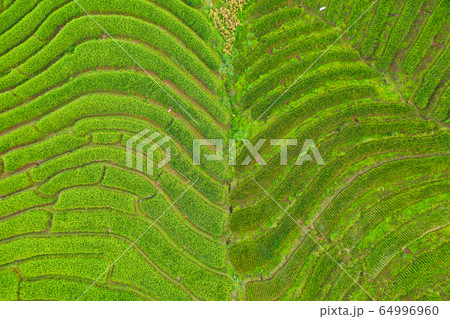 Aerial view of the green terraced rice fields Aerial view of the green terraced rice fields 64996960