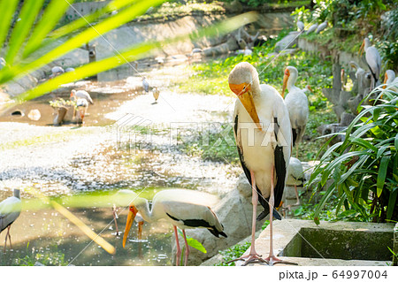 A flock of milk storks sits on a green lawn in a 64997004