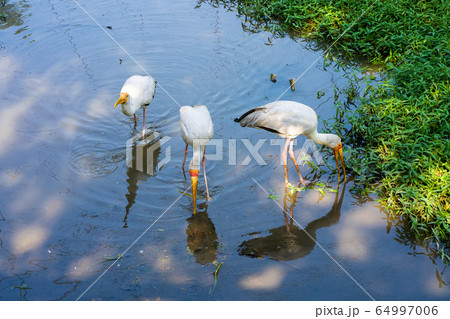 A flock of milk stork is hunting in a pond. 64997006