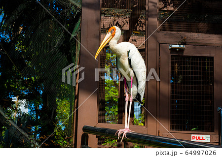 Portrait of milk stork on a fence 64997026