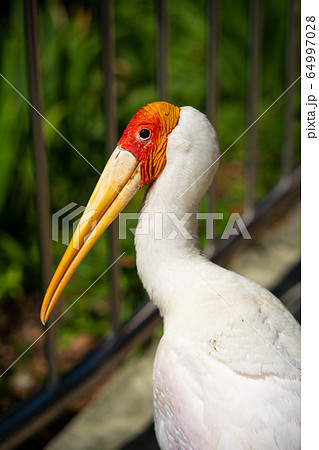 Portrait of milky stork walk along a path in a 64997028