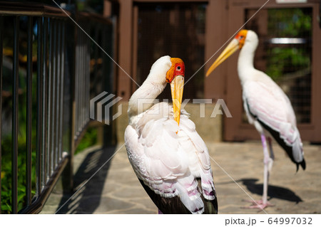 A pair of dairy storks walks along a path in a 64997032