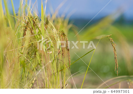 Rice Field in the morning under blue sky Rice Field in the morning under blue sky 64997301