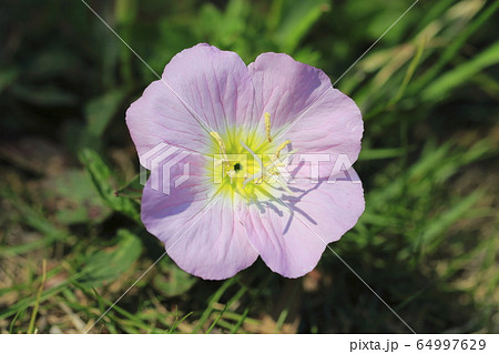 昼咲月見草(ヒルザキツキミソウ) 昼咲月見草(ヒルザキツキミソウ) 64997629