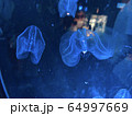海月 64997669
