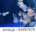 海月 64997670