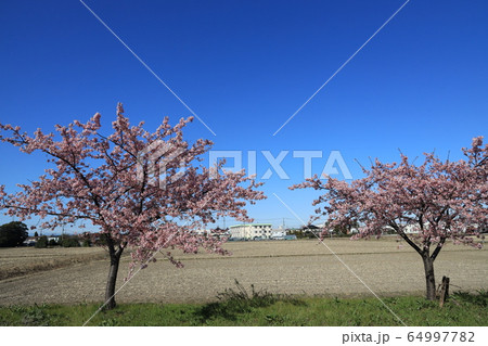 旧倉松第二調整池の河津桜の咲く風景 64997782