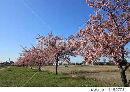 旧倉松第二調整池の河津桜の咲く風景 64997784