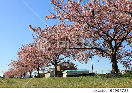 旧倉松第二調整池の河津桜の咲く風景 64997788