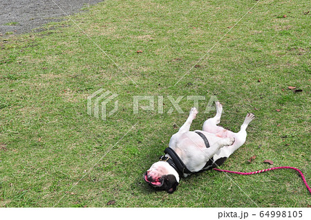 芝生に寝っ転がるフレンチブルドッグ 64998105