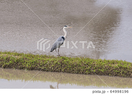 アオサギ　自然と野鳥　イメージ素材 64998196