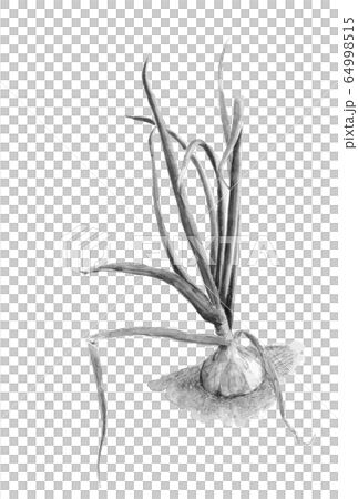 Watercolor monotone onion field soil with leaves 64998515