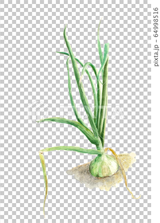 Watercolor new onion field soil with leaves 64998516