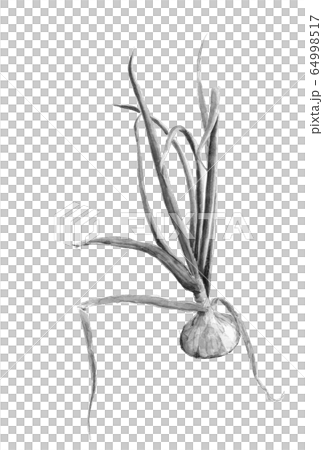 Watercolor monotone onion ink style with leaves 64998517