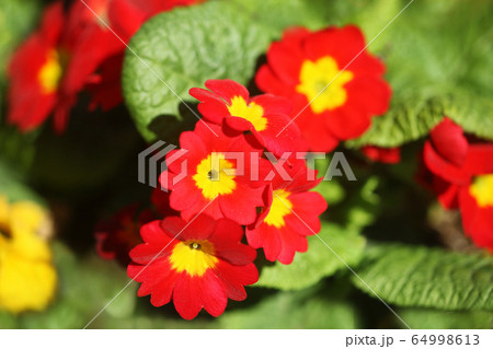 プリムラ ジュリアン 赤い花の写真素材