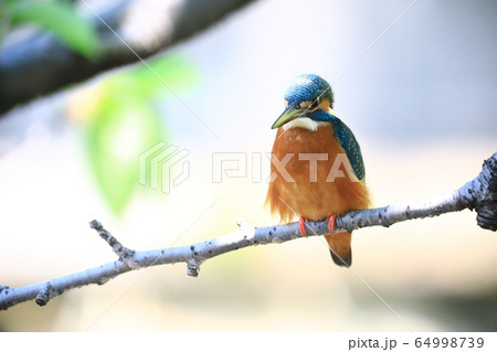 カワセミ1019 カワセミ1019 64998739