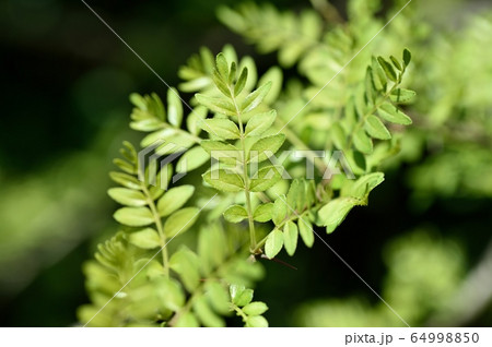 イヌ山椒の新芽 若葉 64998850