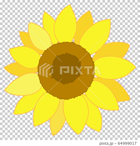 ひまわり ひまわり 64999017