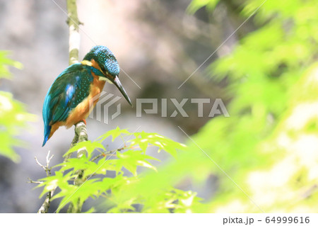 カワセミ1246 64999616
