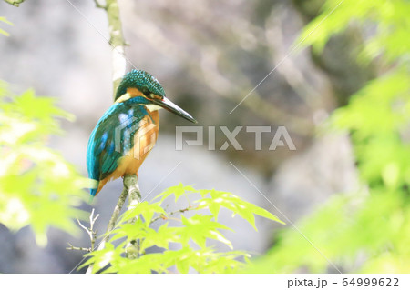 カワセミ1273- 64999622