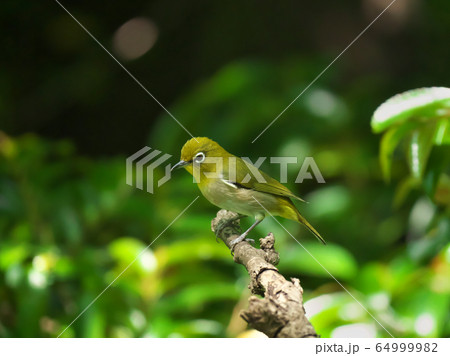 メジロ メジロ 64999982