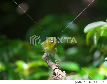 メジロ メジロ 64999983