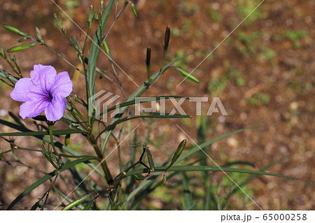 ヤナギバルイラソウの実と花 65000258
