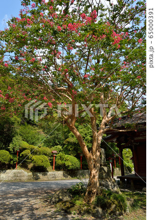 坂東三十三観音満願寺の百日紅 65000391